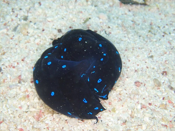 Two specimens of blue dotted head slug