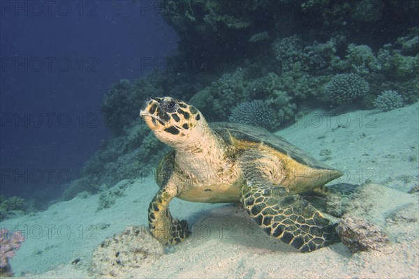 A hawksbill turtle