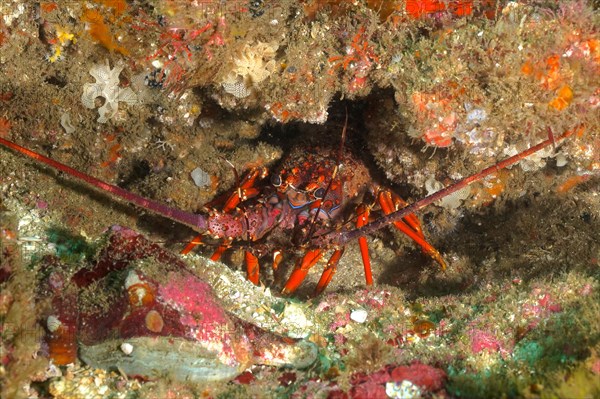 Comb crayfish