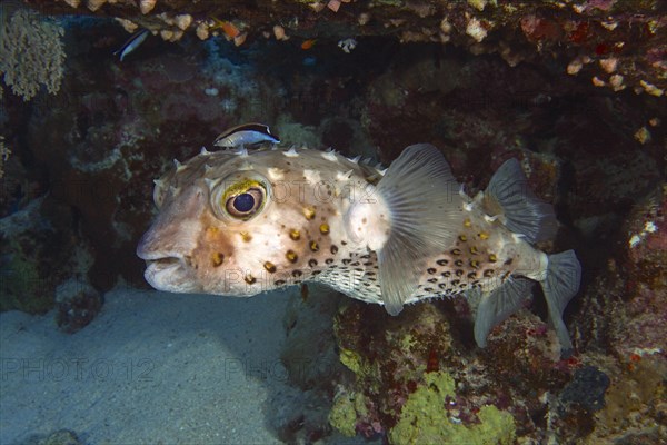 Spotbase burrfish