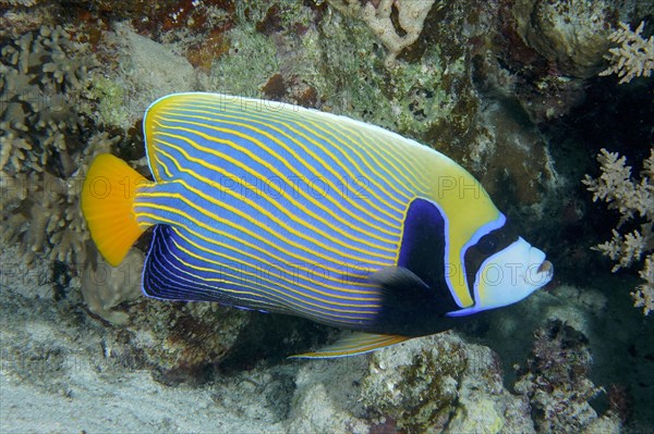 Emperor Angelfish