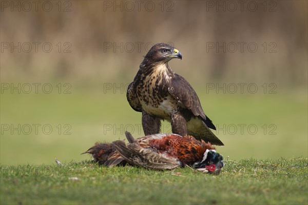 Common buzzard