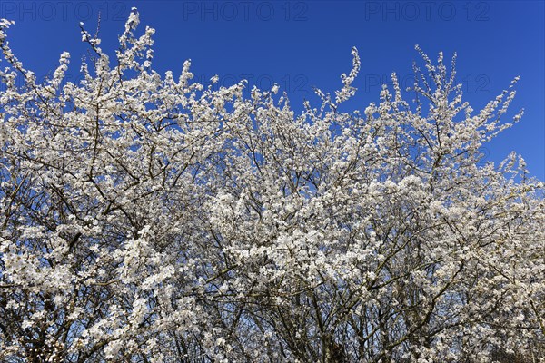 Flowering blackthorn