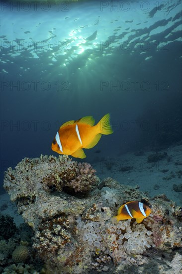 Pair of red sea clownfish