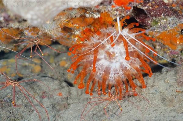 Orange club-tipped anemone