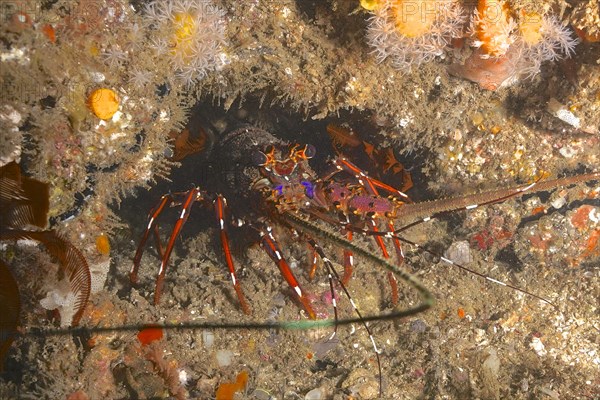 Long-legged spiny crayfish