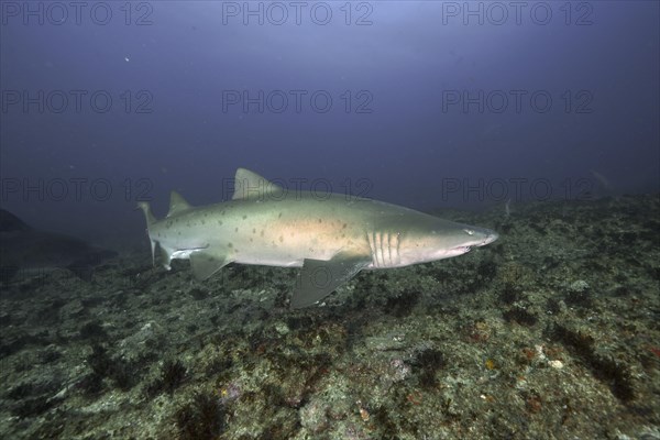 Sand tiger shark