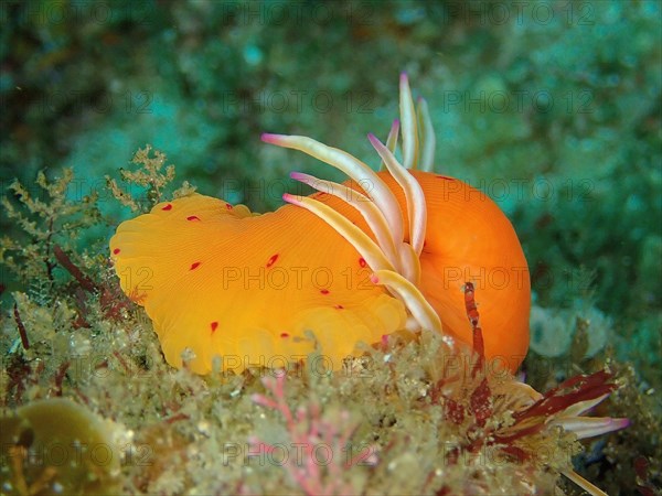 Candy Cane Anemone