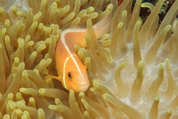 Symbiotic behaviour Symbiosis of pink skunk clownfish