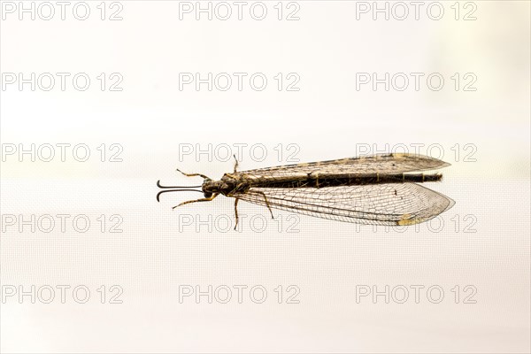 Fly resting on window curtain