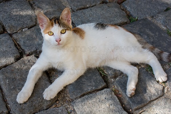 Stray cat seen in the street of the city