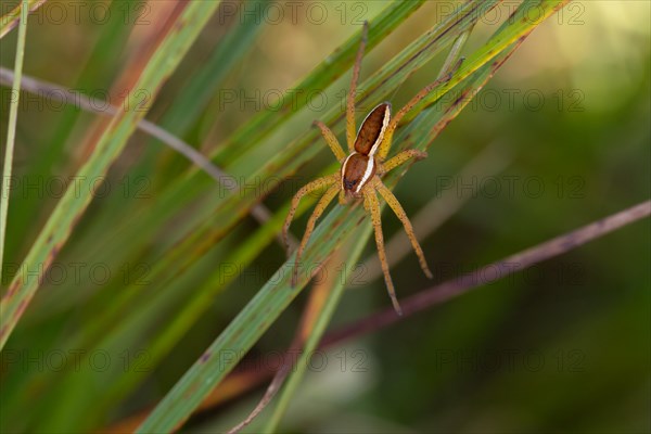 Raft spider