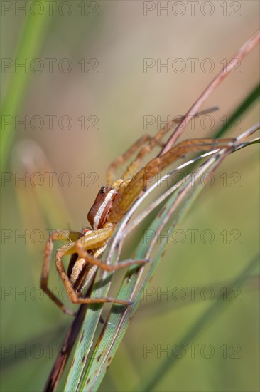 Raft spider