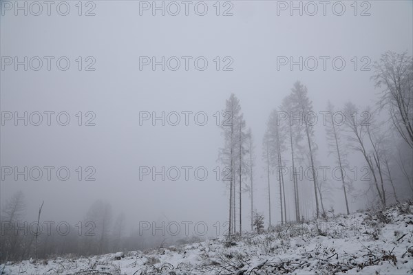 Spruce forest destroyed by bark beetle in winter in foggy weather