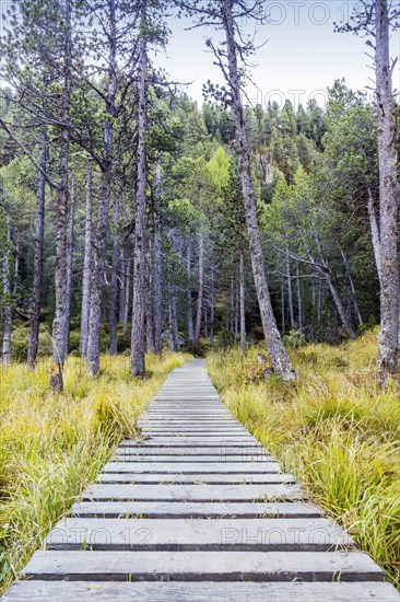 Yellow-coloured larches in autumn at Lake Palpuogna