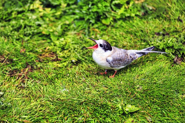 Arctic Arctic Tern