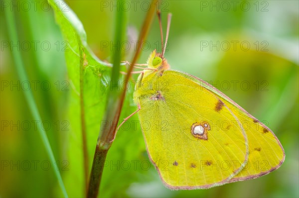 Clouded Yellow