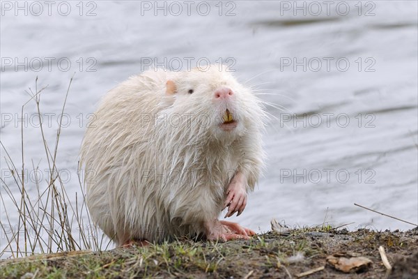 Young white albino nutria