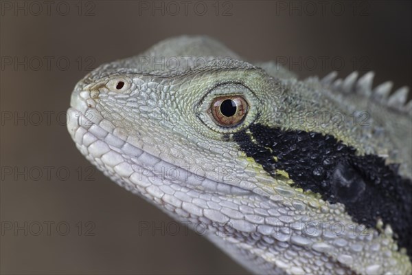 Bearded Dragon