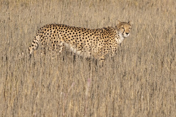 Cheetah