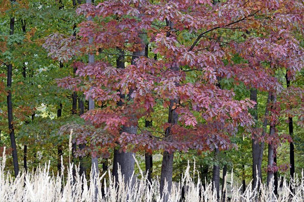 Northern red oak