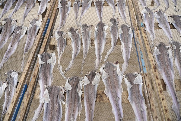 Fish drying