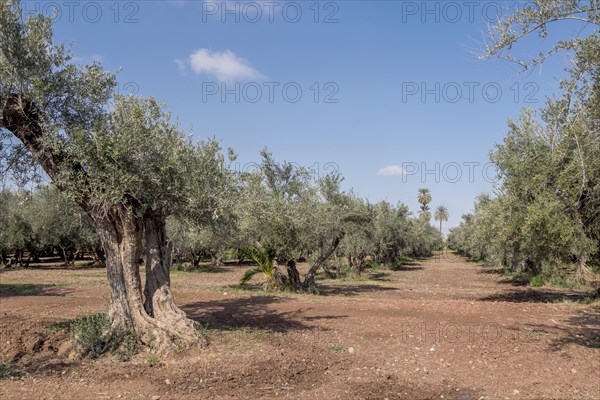 Olive trees