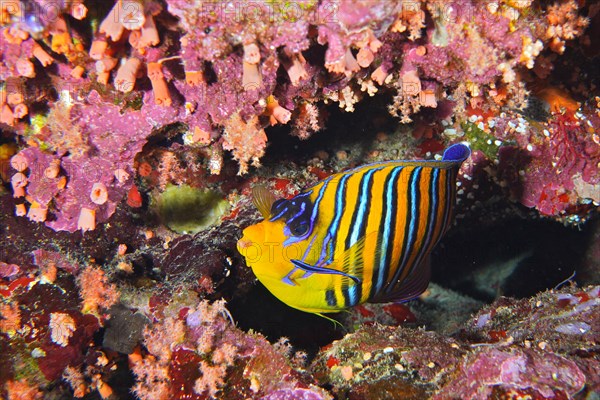 Royal angelfish