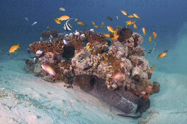 Giant Moray