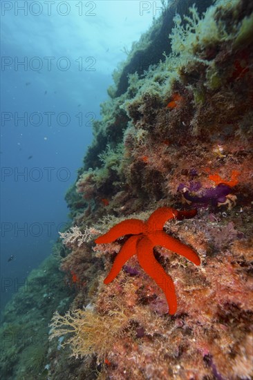 Mediterranean red sea star