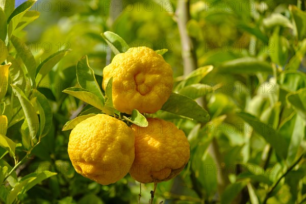 Citron