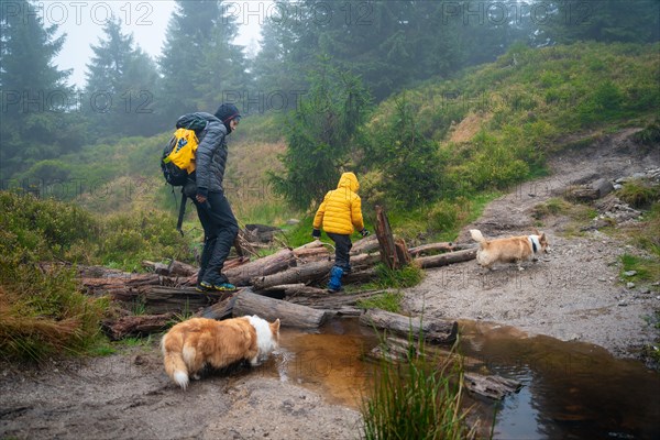 Mom with her son and dogs walk over logs lying on a small stream. Polish mountains