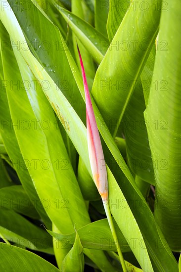 Still closed false bird-of-paradise