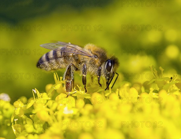 Western honey bee