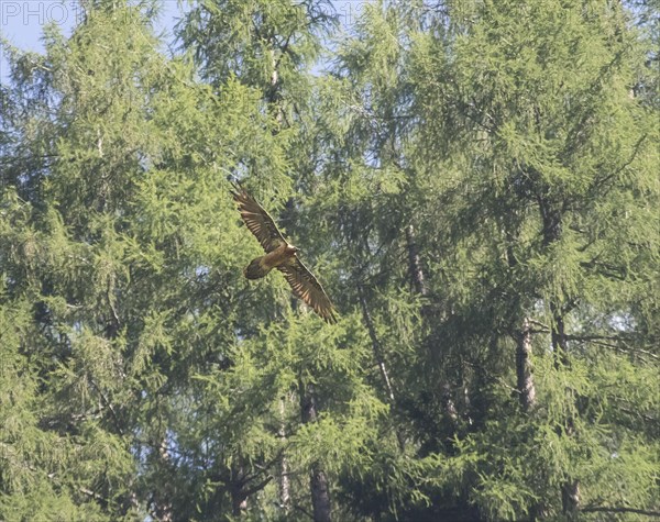 Adult bearded vulture