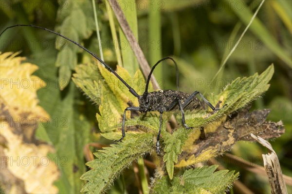 Black longhorn beetle