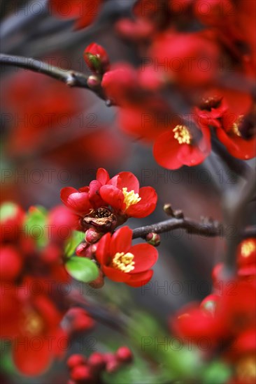 Ornamental quince