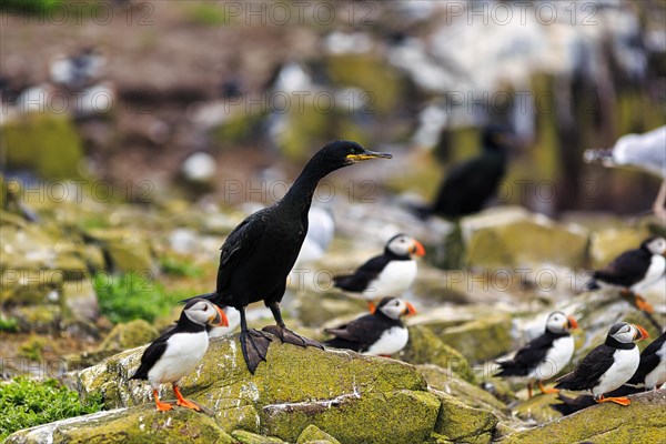 Common shag