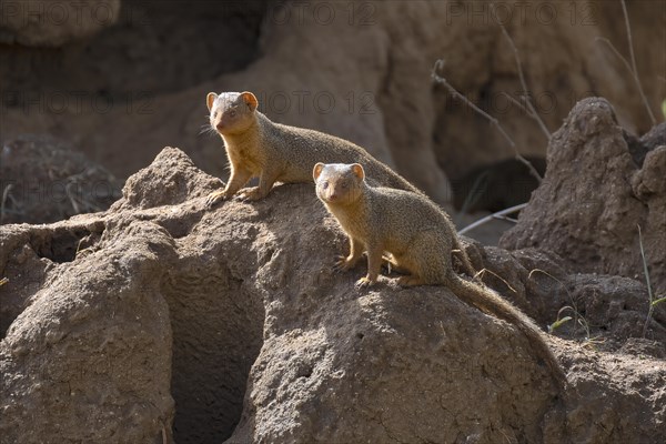 Mongoose