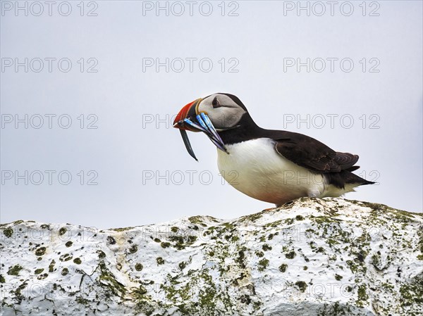 Solitary Puffin