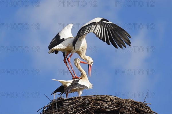 White storks