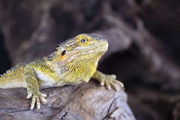 Bearded Dragon