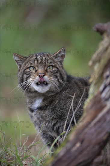 European wildcat