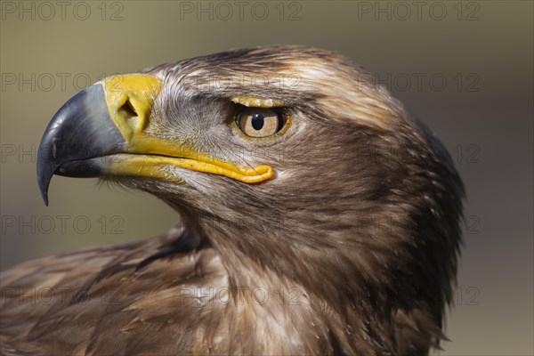 Steppe eagle