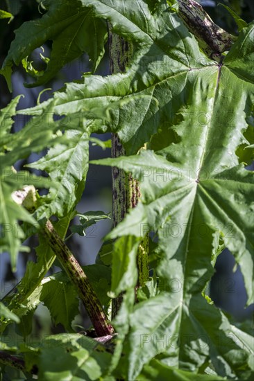 Giant hogweed leaves