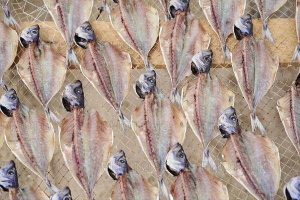 Fish drying