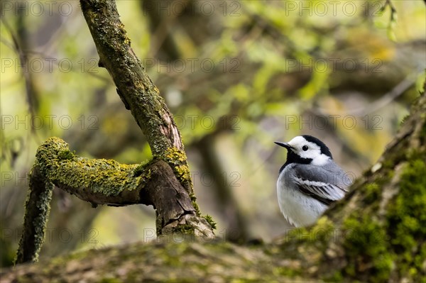 White wagtail