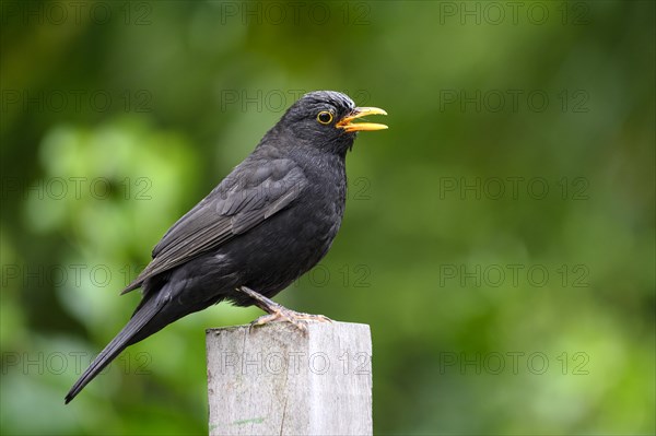 Blackbird