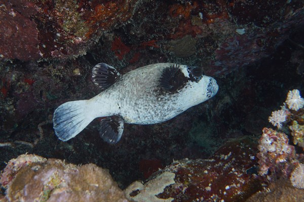 Masked pufferfish