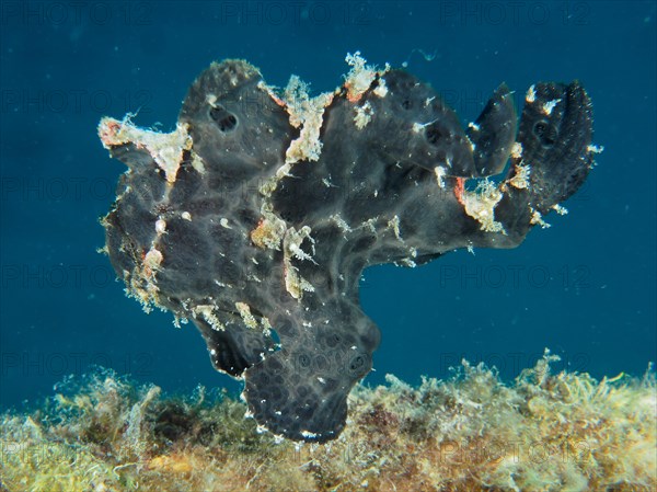 Giant frogfish